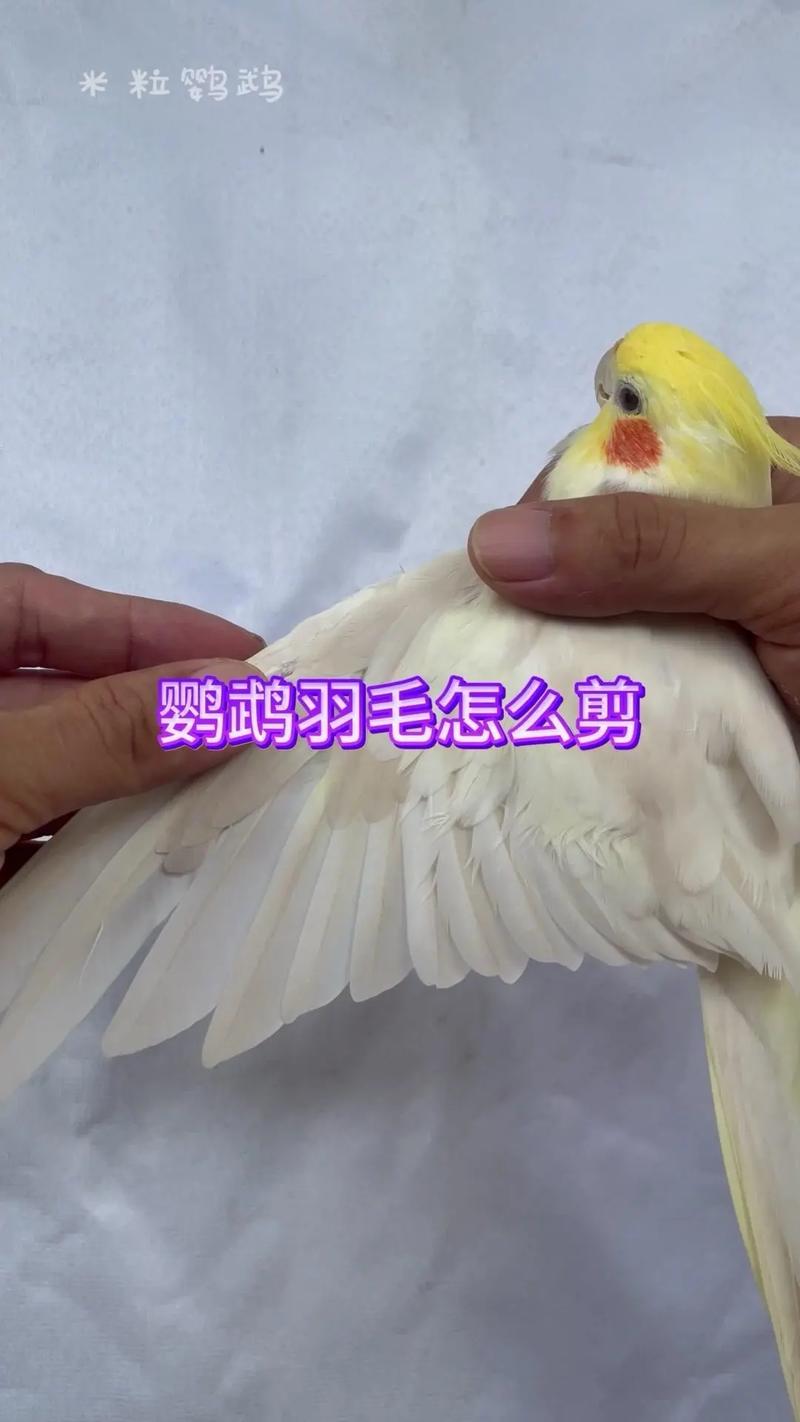 绝音鸟羽毛获取攻略:3个高效刷取地点与刷新时间详解-1 绝音鸟羽毛获取攻略:3个高效刷取地点与刷新时间详解-1