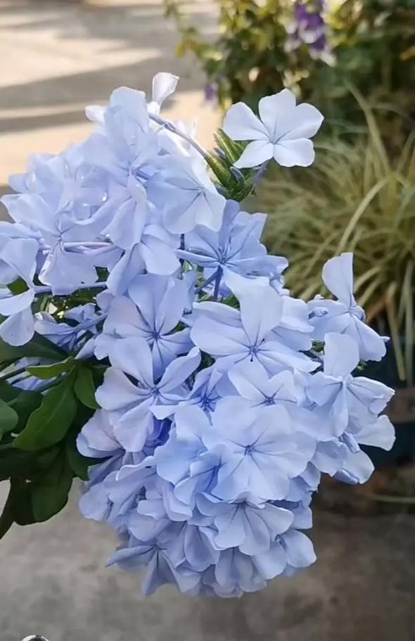 小花仙蓝色冰雪花怎么获得？最新获取攻略与种植技巧-3