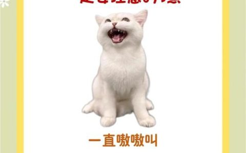 新版猫咪2021在哪里？亲测隐藏刷新点位置一览
