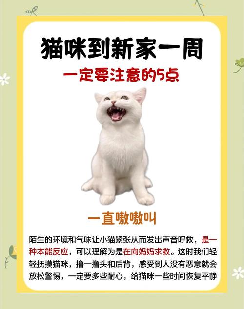新版猫咪2021在哪里?亲测隐藏刷新点位置一览