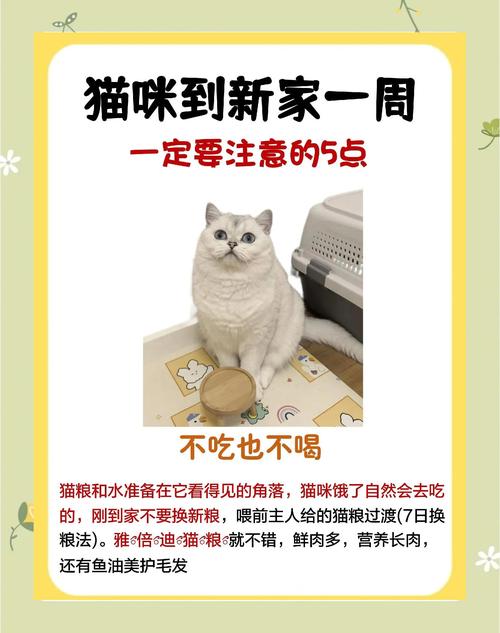 新版猫咪2021在哪里?亲测隐藏刷新点位置一览