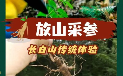 热血江湖长白山参2026最新获取攻略，轻松刷到手软！