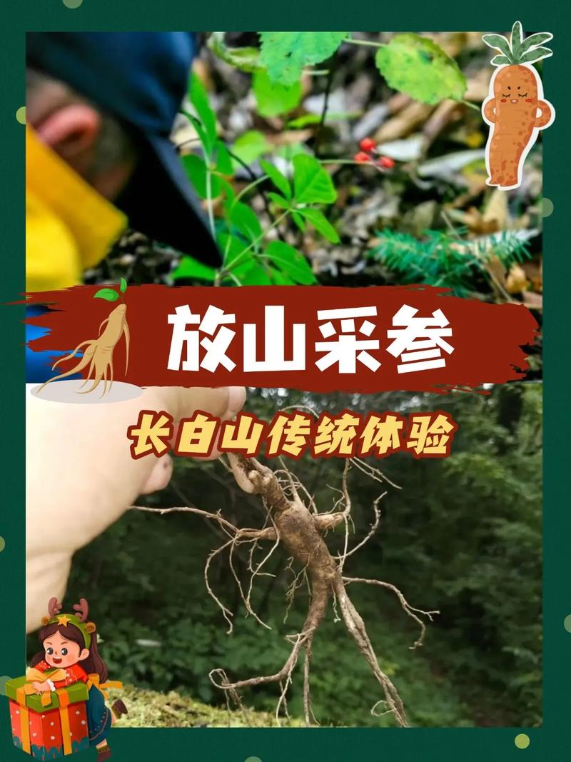 热血江湖长白山参2026最新获取攻略,轻松刷到手软!