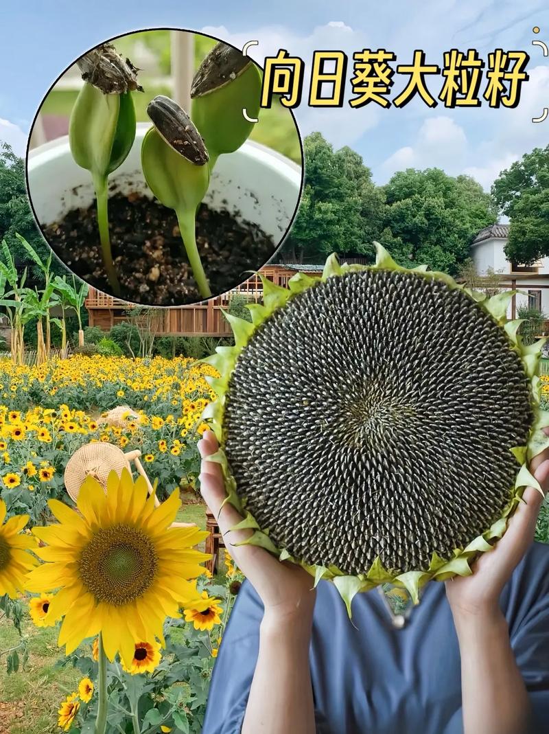 葵花籽是向日葵的什么?这个冷知识颠覆你的认知