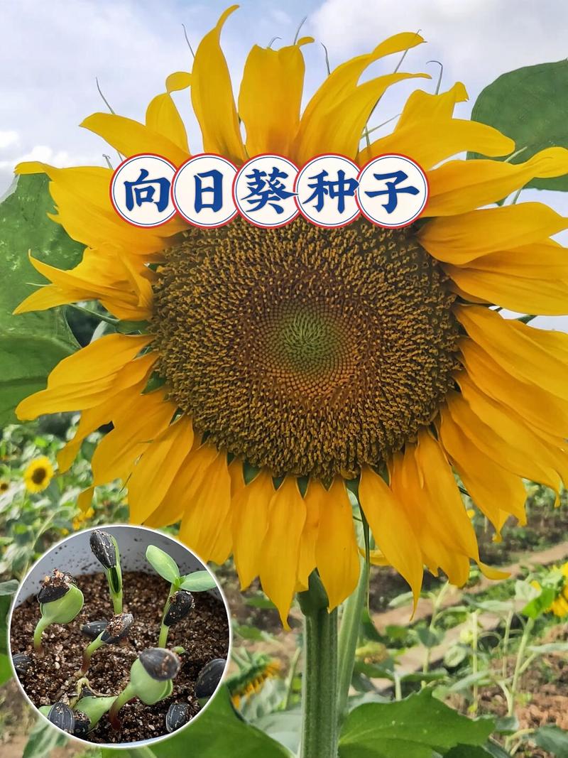 葵花籽是向日葵的什么?这个冷知识颠覆你的认知