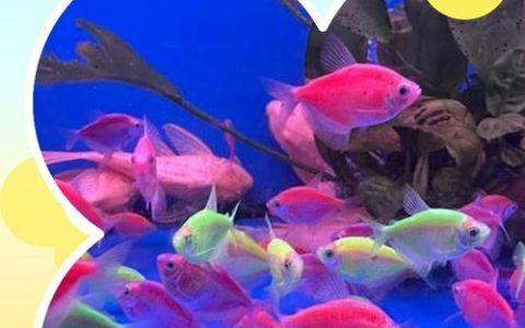 龙鳞天使鱼群速刷指南，5分钟搞定稀有鱼群位置