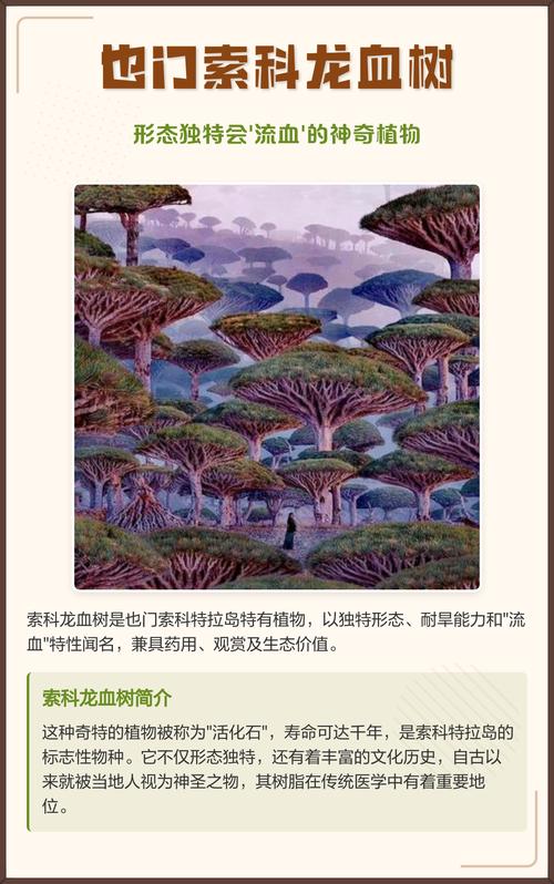 索科龙血树特征全解析:新手必看3个关键点与隐藏用途