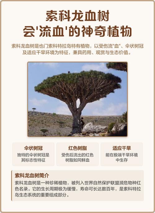 索科龙血树特征全解析:新手必看3个关键点与隐藏用途
