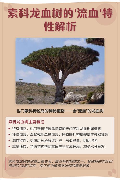 索科龙血树特征全解析:新手必看3个关键点与隐藏用途