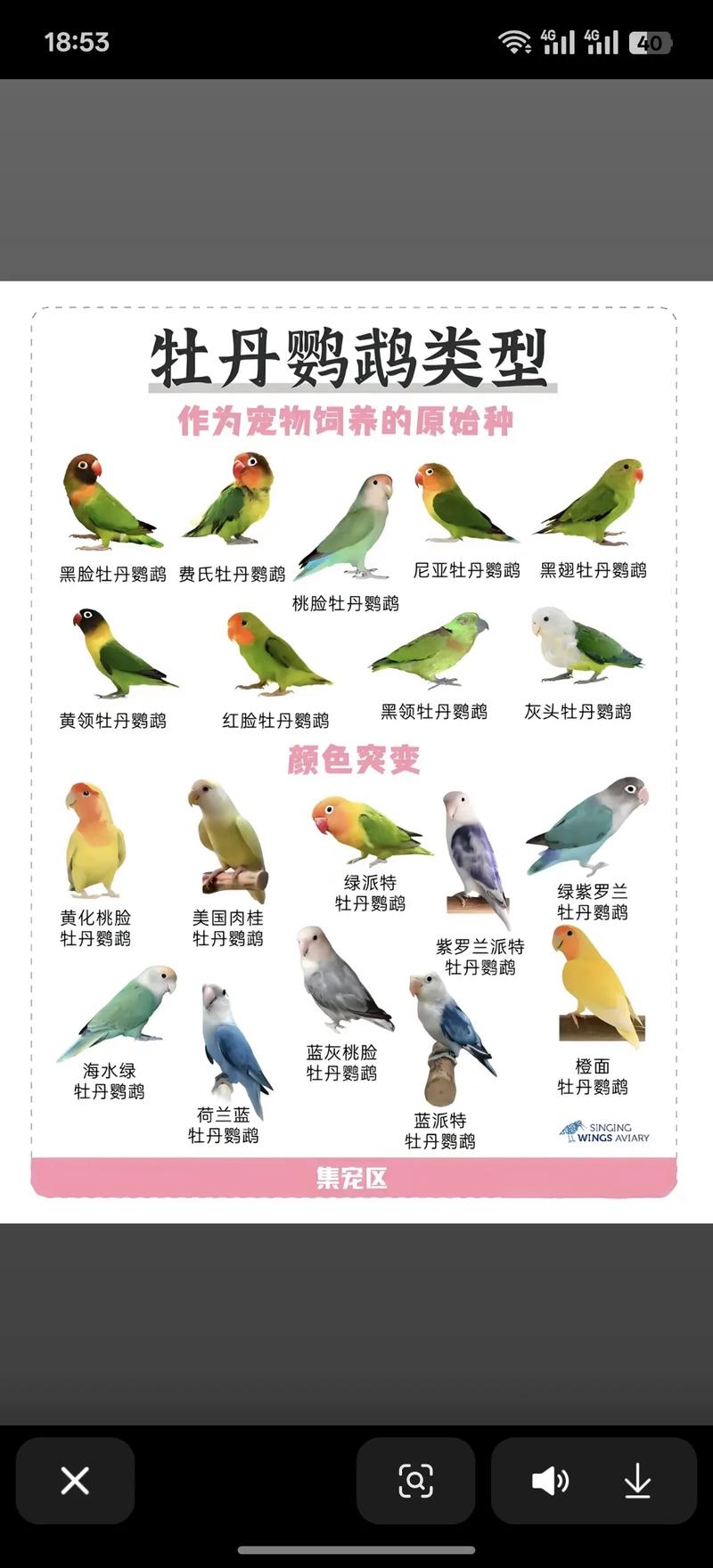 新手必看!这5种宠物鹦鹉最亲人易养,你选对了吗?