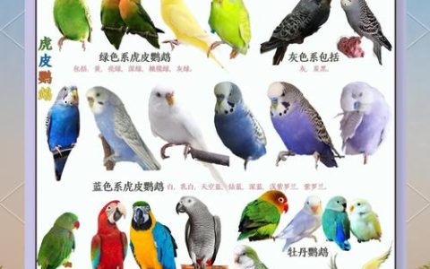 新手必看！这5种宠物鹦鹉最亲人易养，你选对了吗？