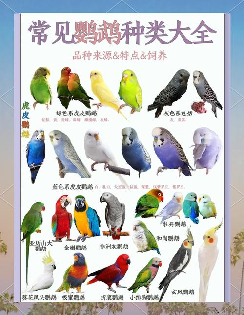 新手必看!这5种宠物鹦鹉最亲人易养,你选对了吗?