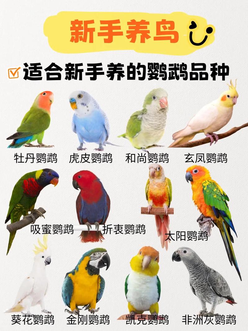 新手必看!这5种宠物鹦鹉最亲人易养,你选对了吗?