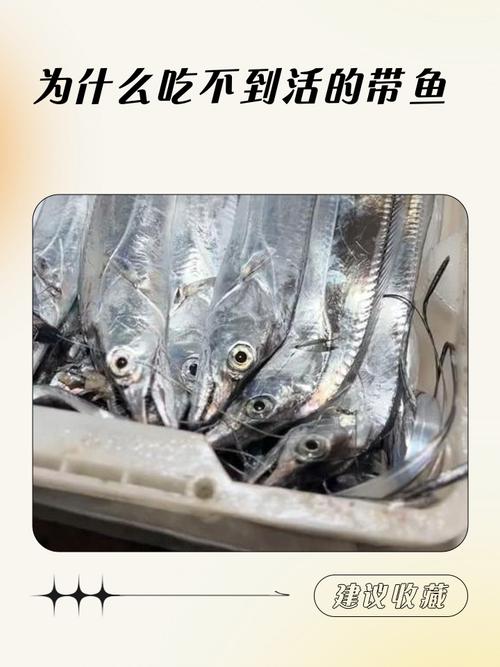 为什么市场上买不到活带鱼?3个冷知识让你恍然大悟