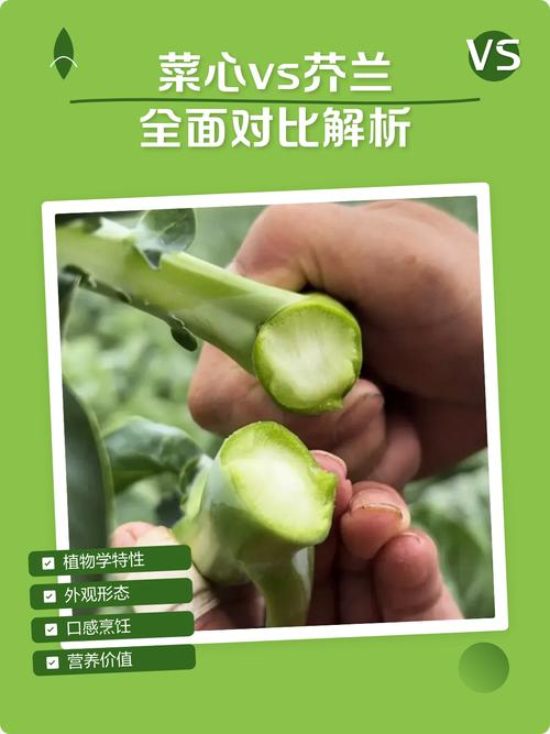 无公害和绿色蔬菜到底有啥区别?3个关键点一次说清