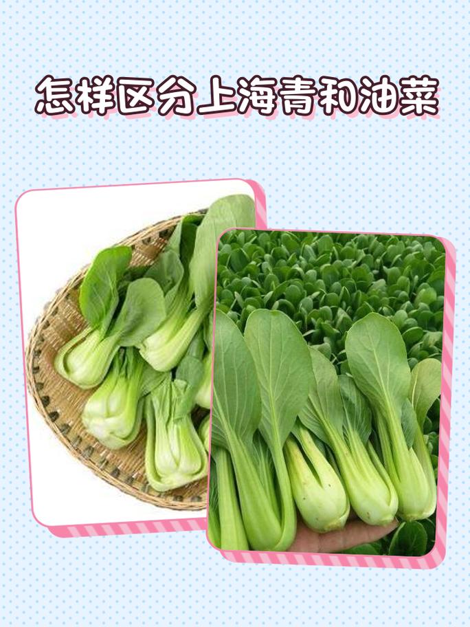 无公害和绿色蔬菜到底有啥区别?3个关键点一次说清