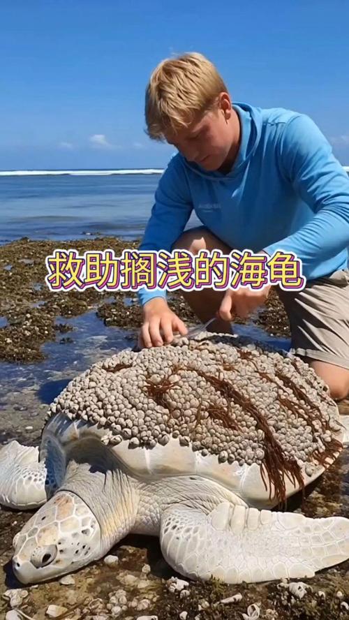 海龟垂钓bug攻略:最新亲测方法,轻松卡出隐藏坐骑