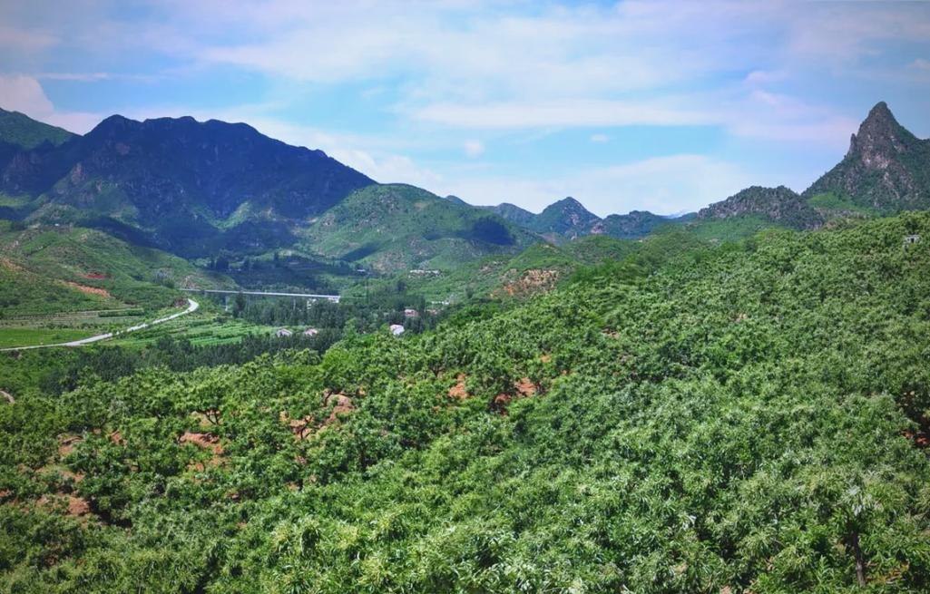 河北宽城县农业的主导产业是啥?这3个产业最赚钱