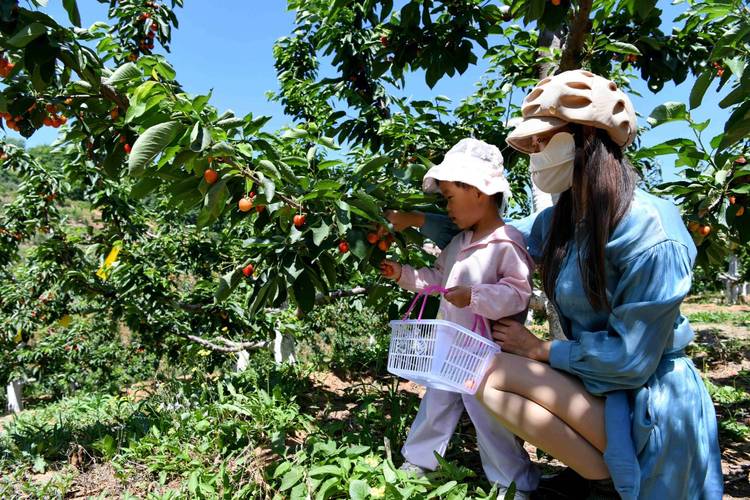 河北宽城县农业的主导产业是啥?这3个产业最赚钱