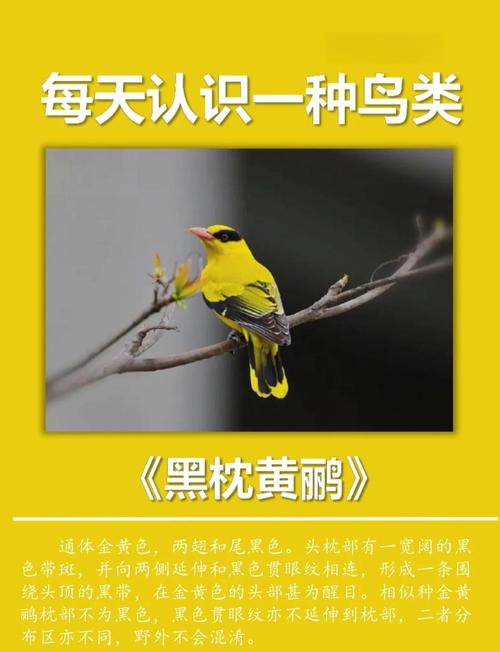 黄鹂鸟简介:一篇文带你认识它的美、叫声与习性