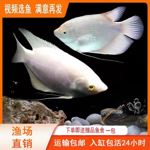 S8赛季黄金战船最强配队,5分钟学会上分核心打法