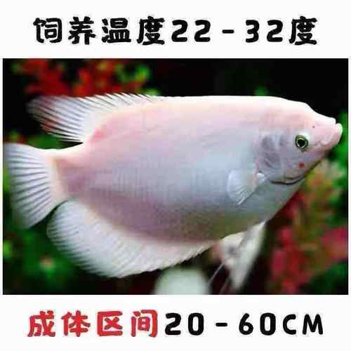 S8赛季黄金战船最强配队,5分钟学会上分核心打法