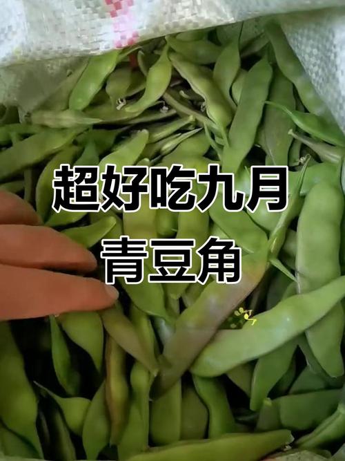 九月青豆角产自哪里?这3个产地最正宗,千万别买错!