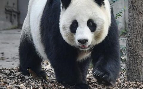 大熊猫走路的样子有多萌？这3个细节让人笑着反复看