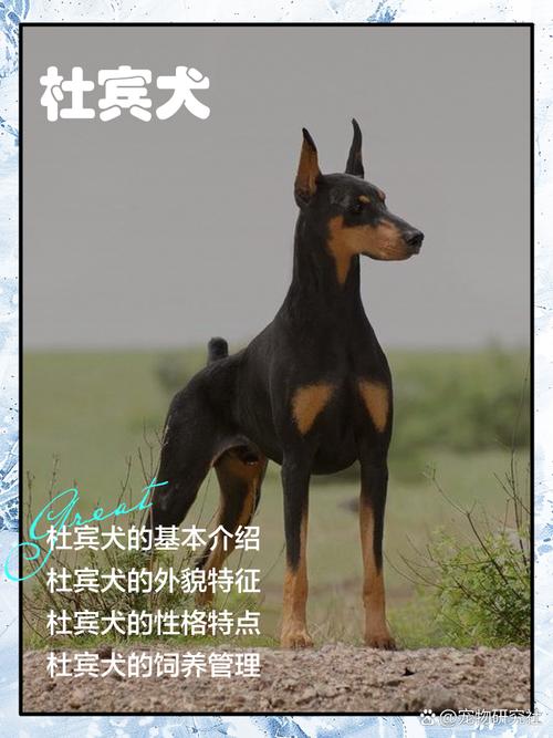 热血江湖杜宾犬要多少元宝?最新价格与获取攻略