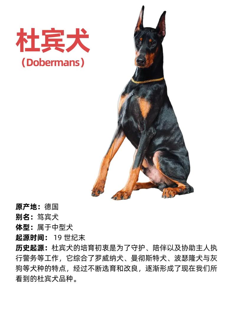 热血江湖杜宾犬要多少元宝?最新价格与获取攻略